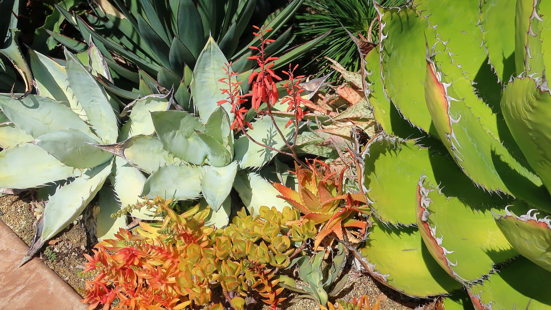 Colorful massed succulent border with agaves, aloes, and crassulas in San Diego County