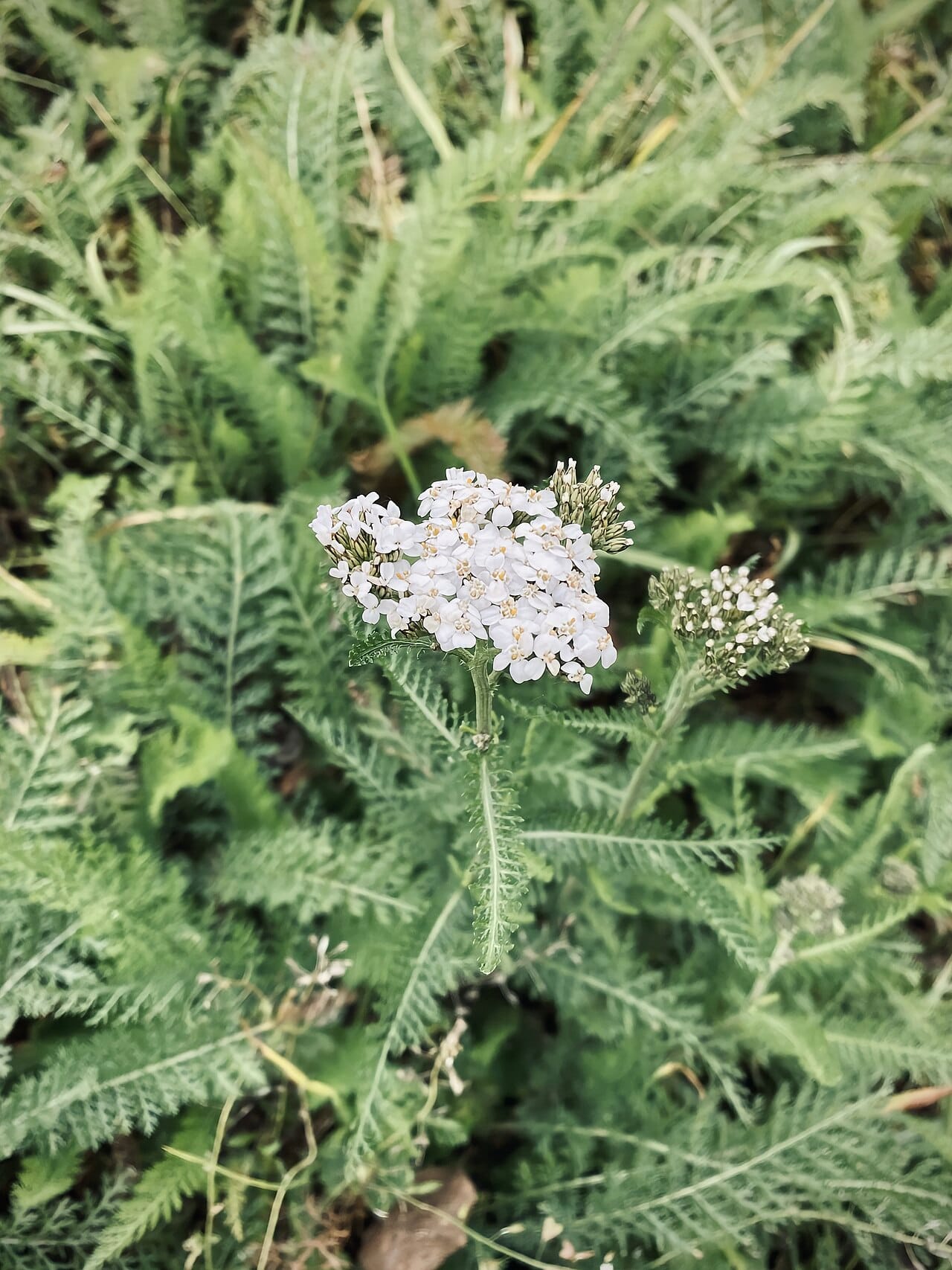 Yarrow blooming in a drought-tolerant garden