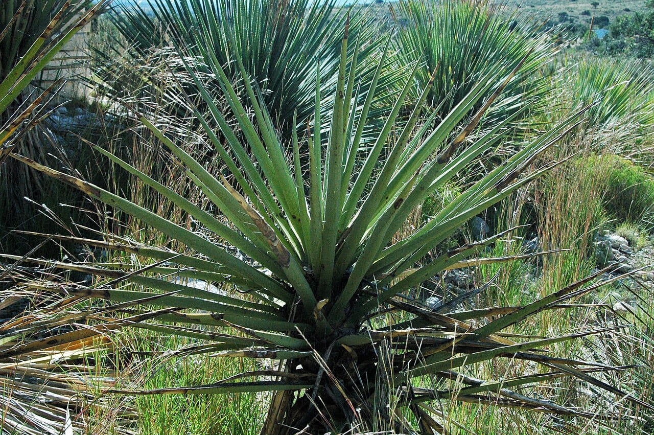 Broad blue-green rosette of banana yucca (Yucca baccata)