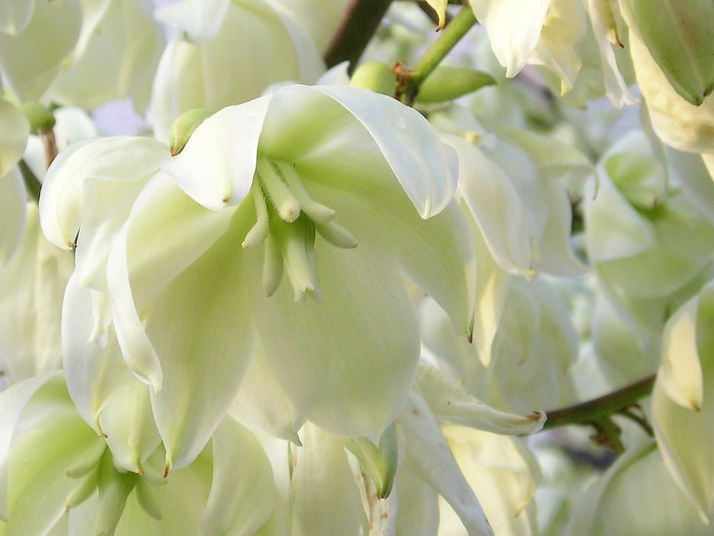 Adam's needle (Yucca filamentosa)