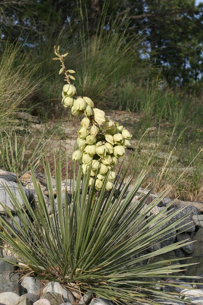 Soapweed yucca (Yucca glauca)