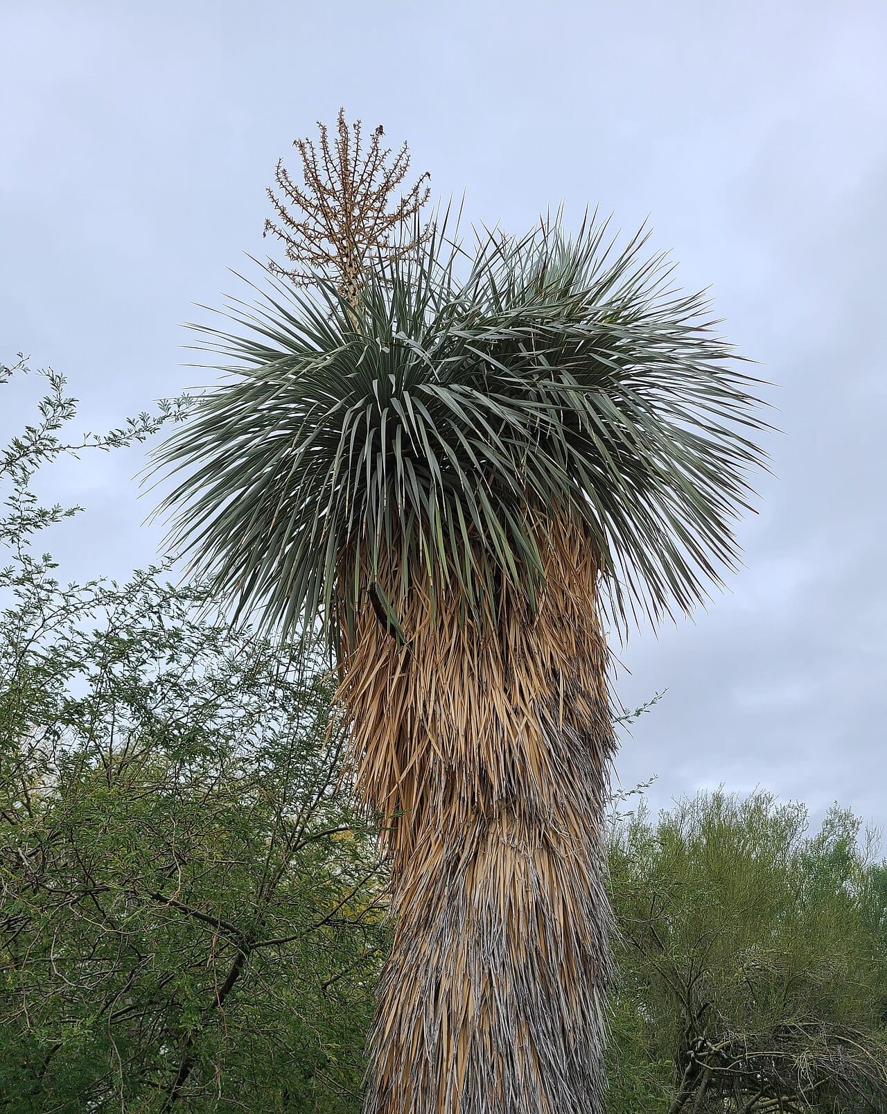 Beaked yucca (Yucca rostrata)