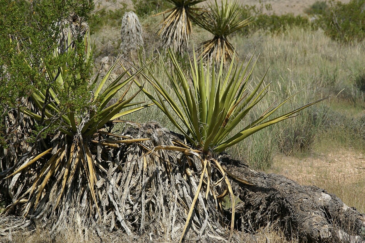 Green rosettes of Mojave yucca (Yucca schidigera) growing in the desert near Las Vegas