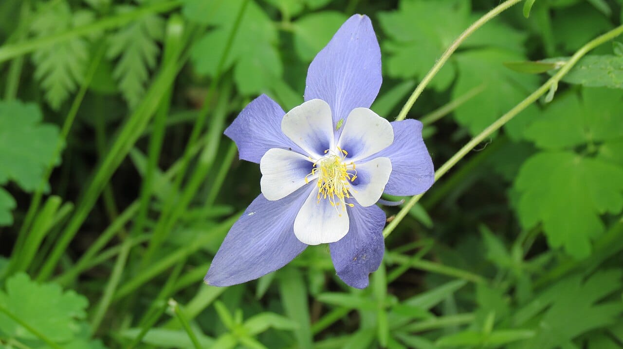 Colorado blue columbine flower with violet-blue sepals and white petals, a classic Zone 5 xeriscape perennial
