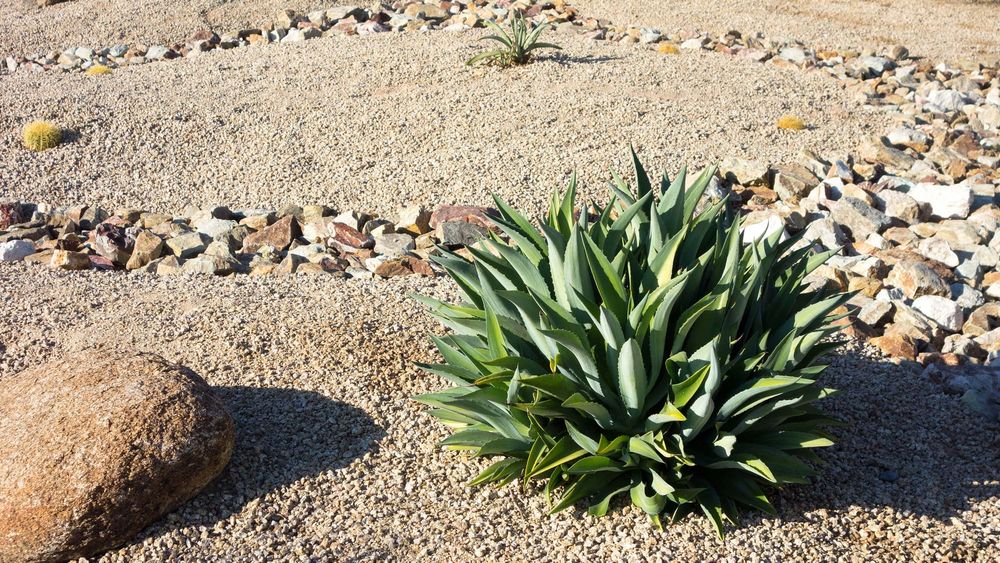 10 Steps to Xeriscaping Your Yard