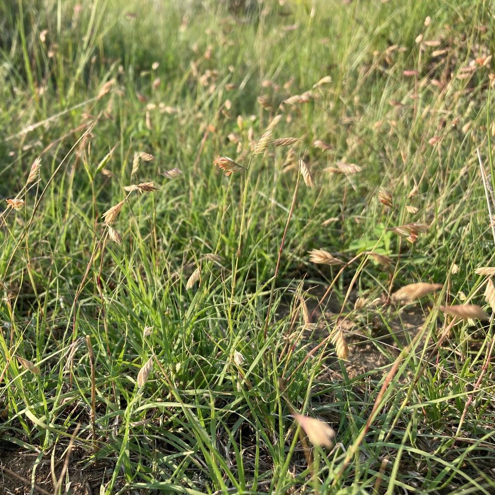 Buffalograss & Blue Grama: Lawn Alternatives That Stay Green