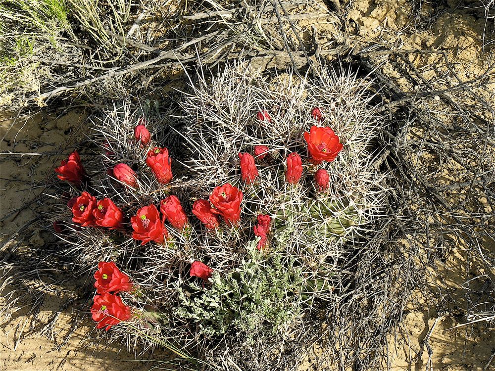 Cold-Hardy Cactus You Can Grow Almost Anywhere