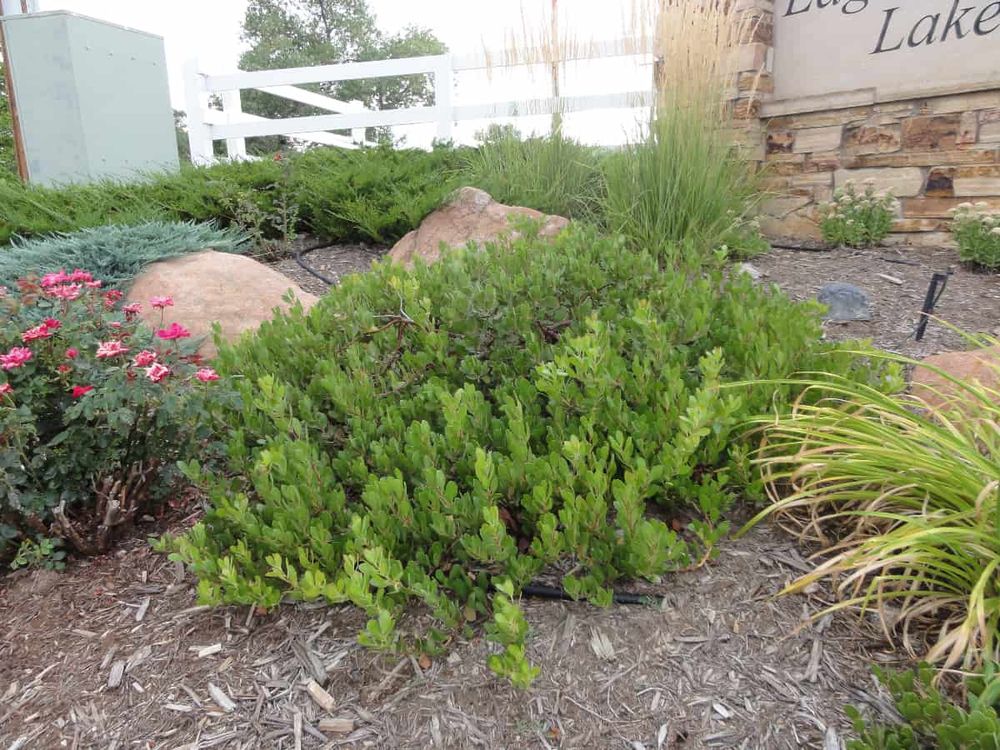 12 Drought-Tolerant Groundcovers That Replace Lawn