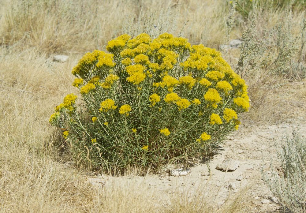Drought-Tolerant Shrubs for Structure and Privacy