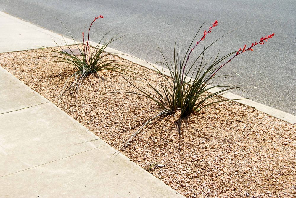 Full-Sun, No-Mercy: Plants for Your Hottest, Driest Exposure