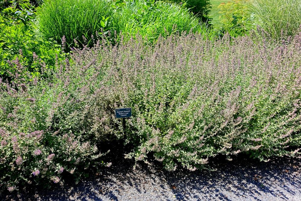 15 Best Drought-Tolerant Perennials That Bloom All Summer