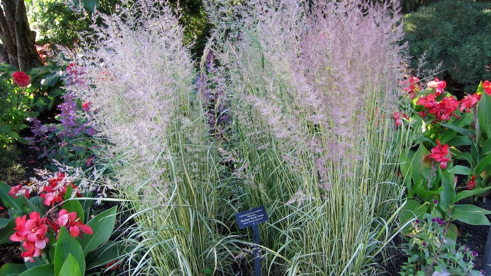 The Best Ornamental Grasses for Low-Water Yards