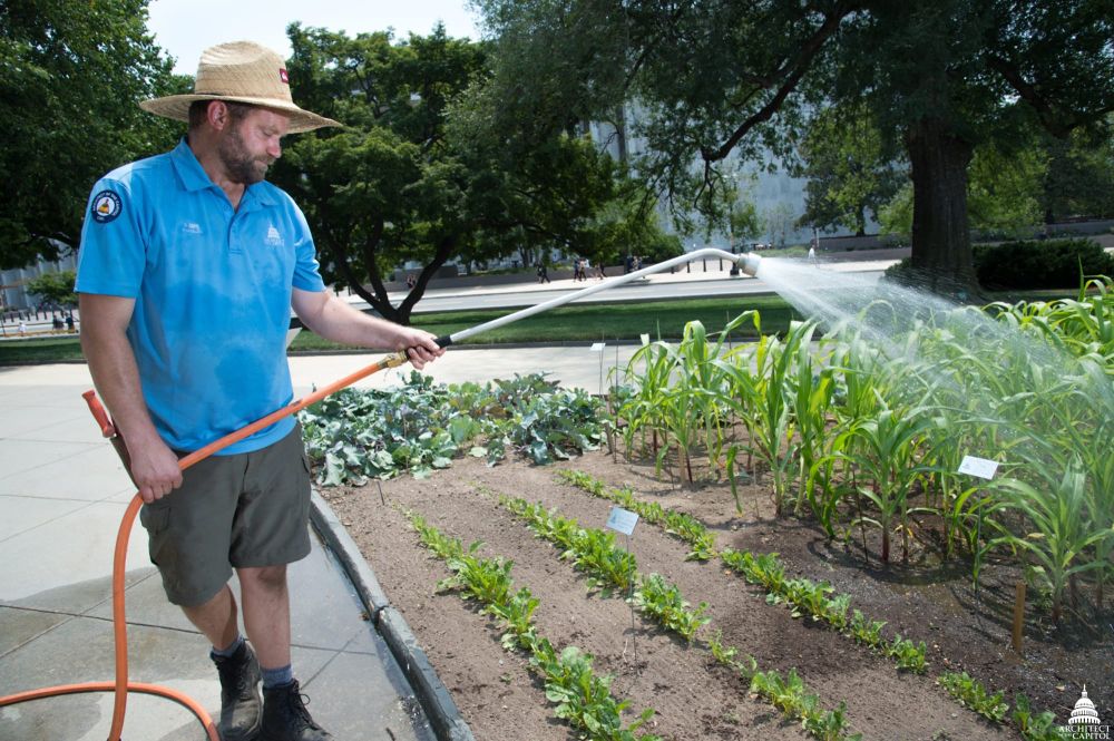 Overwatering: The #1 Killer of Xeriscape Plants