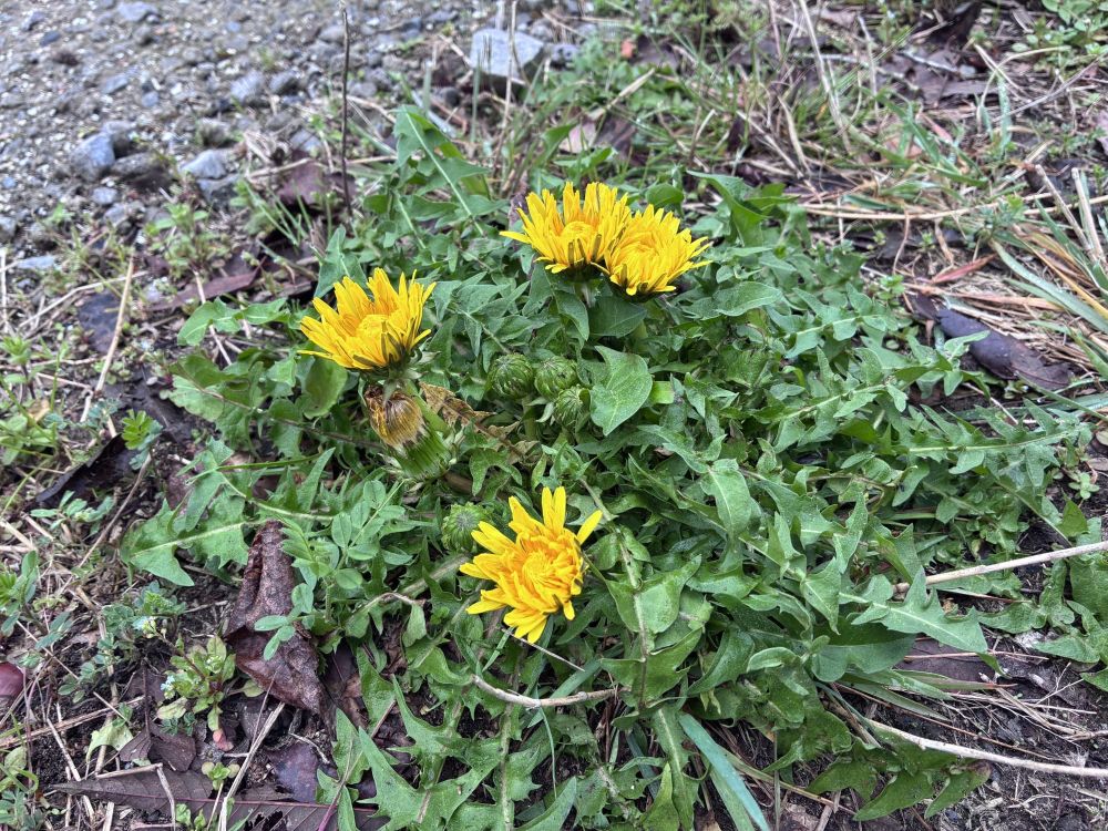 How to Stop Weeds in Gravel (For Good)
