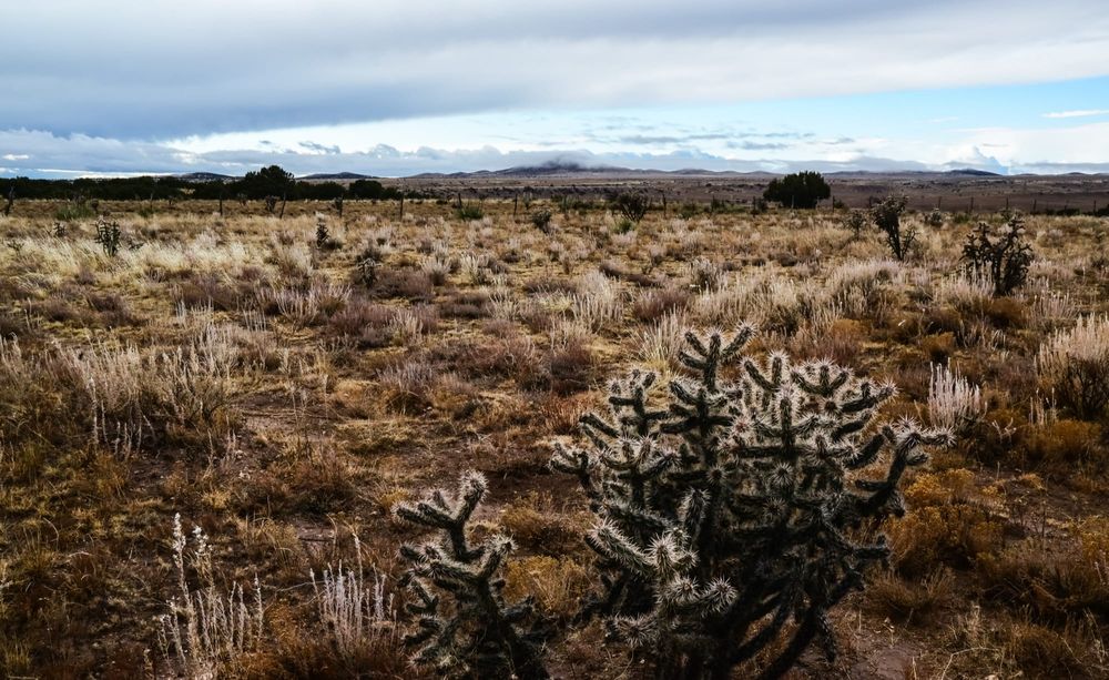 Xeriscaping in Albuquerque (High Desert Guide)