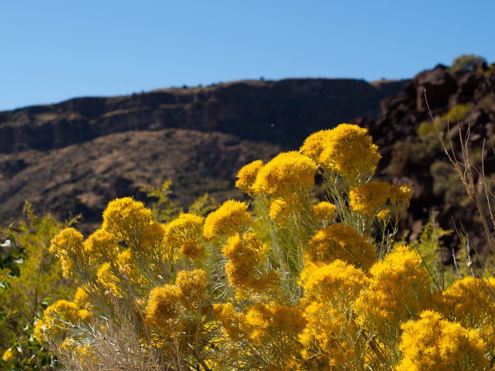 Xeriscaping in Boise & the Treasure Valley