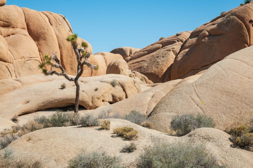 Xeriscaping in Los Angeles & Southern California