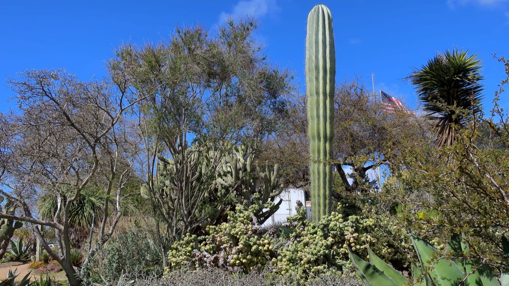 Xeriscaping in Phoenix: Desert-Adapted Done Right