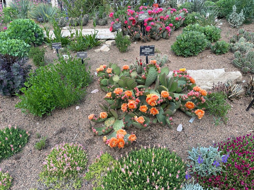 Xeriscaping in San Antonio: The Complete Local Guide