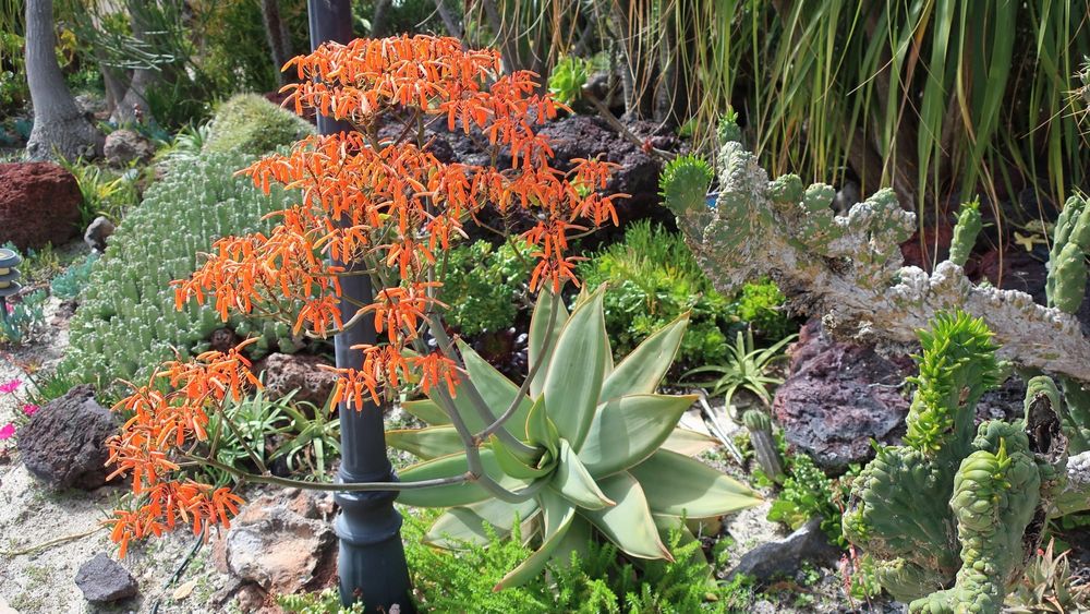 Xeriscaping in San Diego