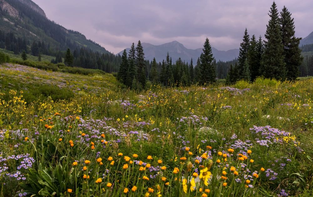 The Best Xeriscape Plants for Zone 5