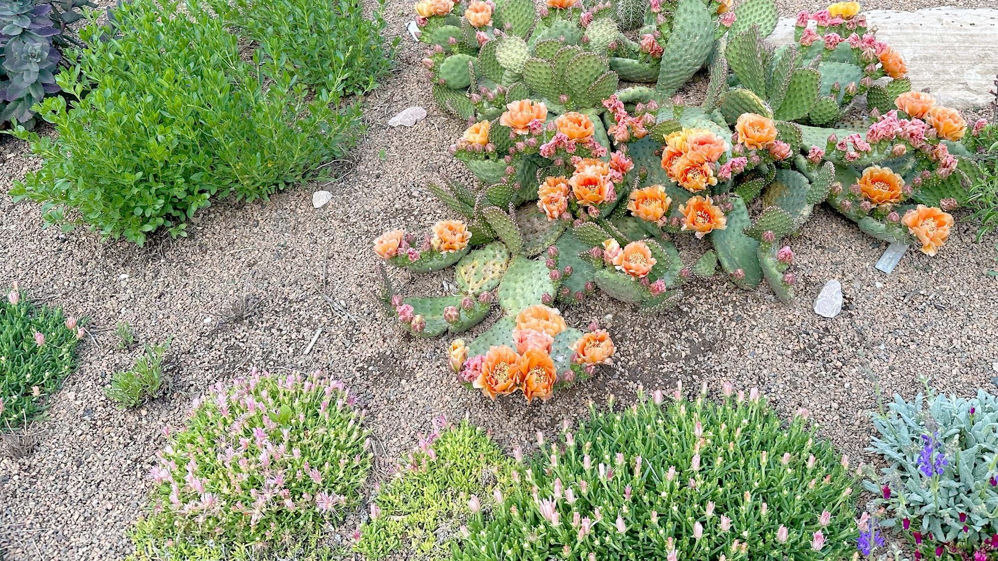 What Is Xeriscaping? A Beginner's Guide