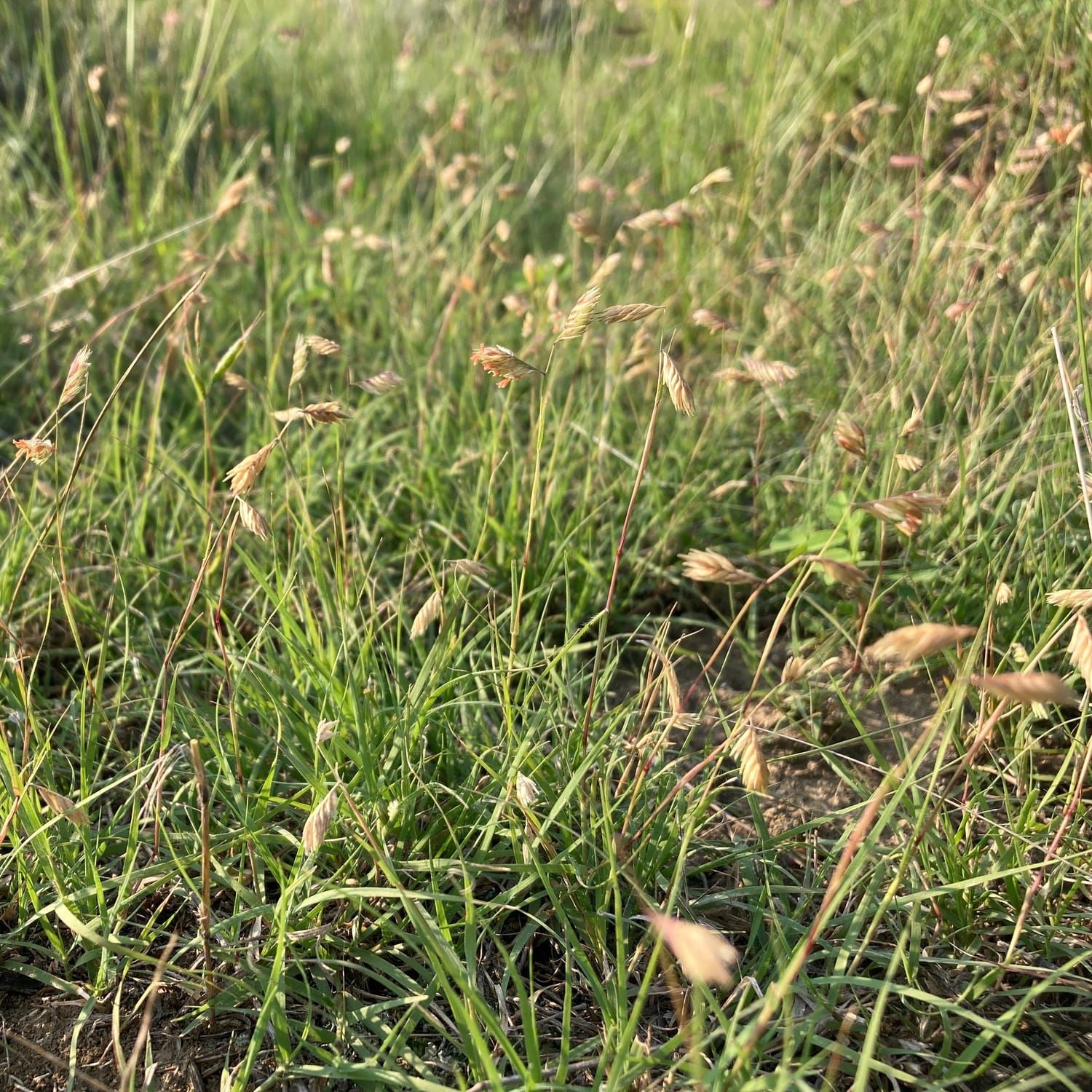 Buffalograss & Blue Grama: Lawn Alternatives That Stay Green