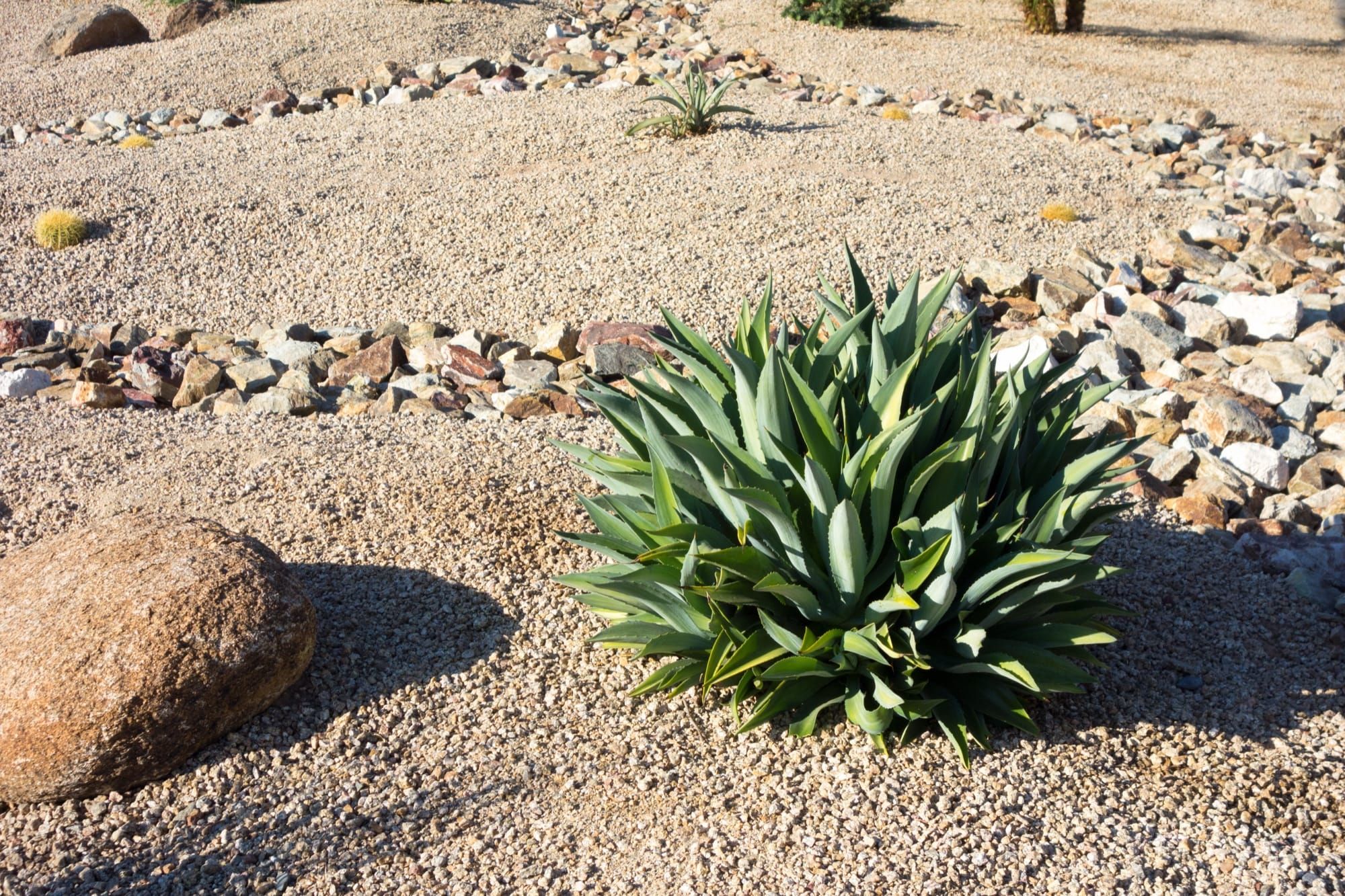 Cold-Hardy Agave and Yucca for Northern Gardens