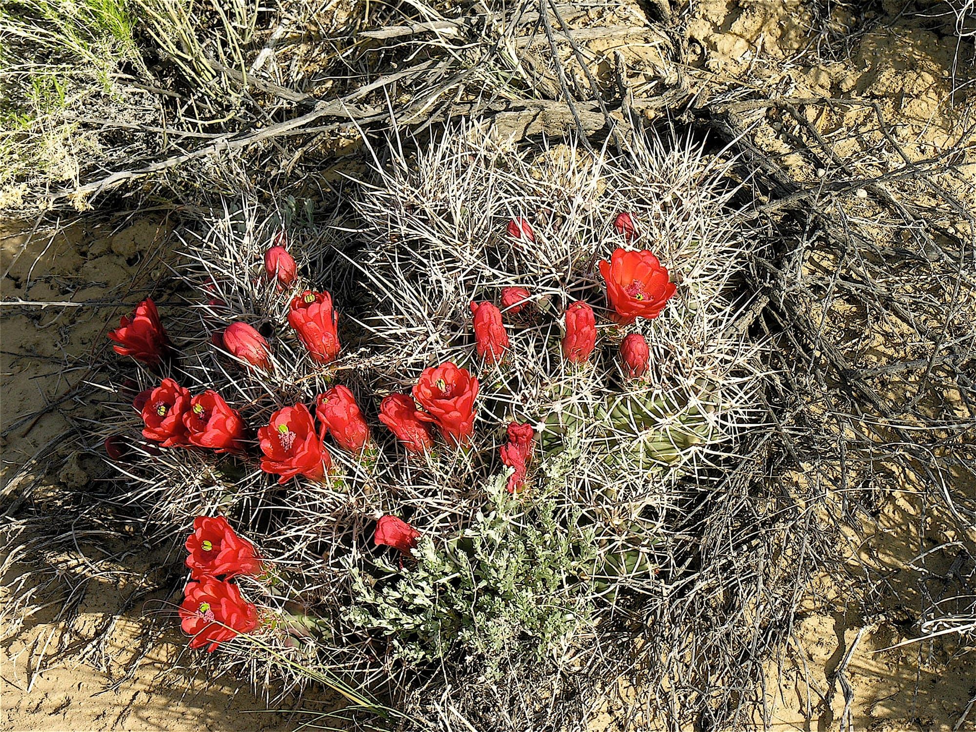 Cold-Hardy Cactus You Can Grow Almost Anywhere