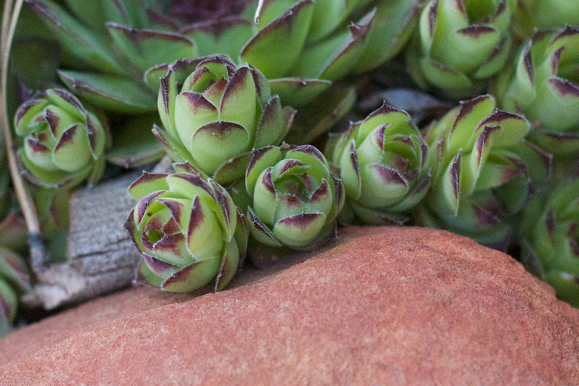 Cold-Hardy Succulents & Sedums (Yes, Even Zone 4)
