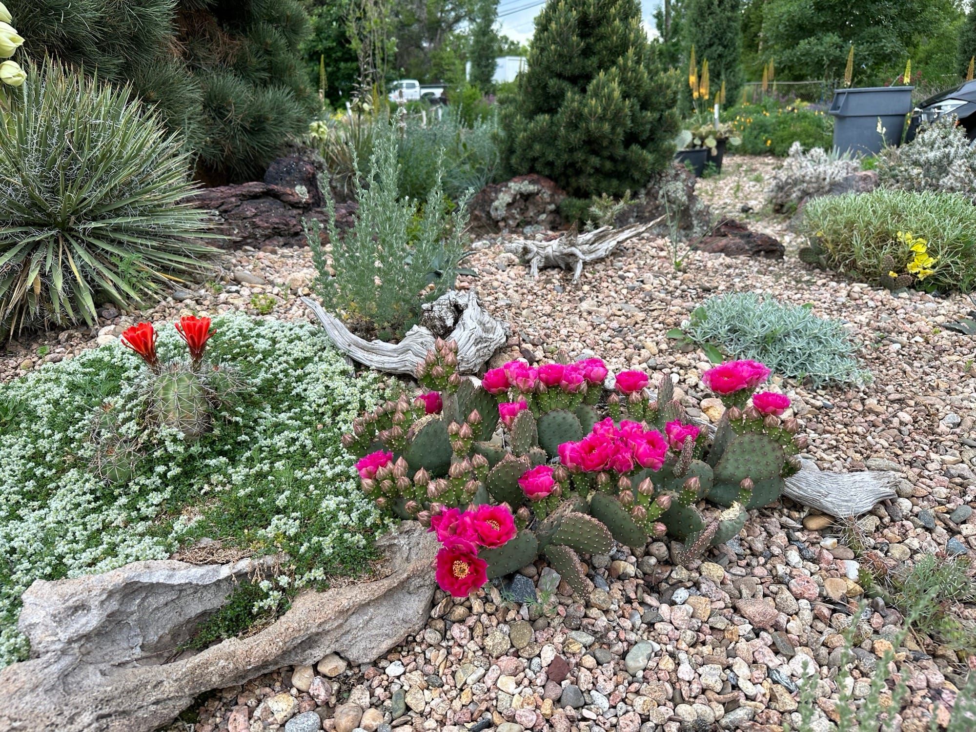 Desert Landscaping Ideas That Aren't Boring