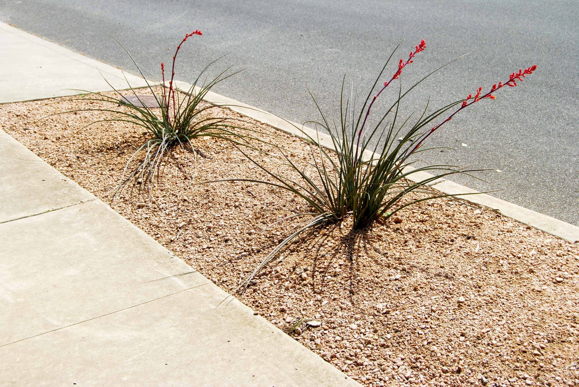 Full-Sun, No-Mercy: Plants for Your Hottest, Driest Exposure