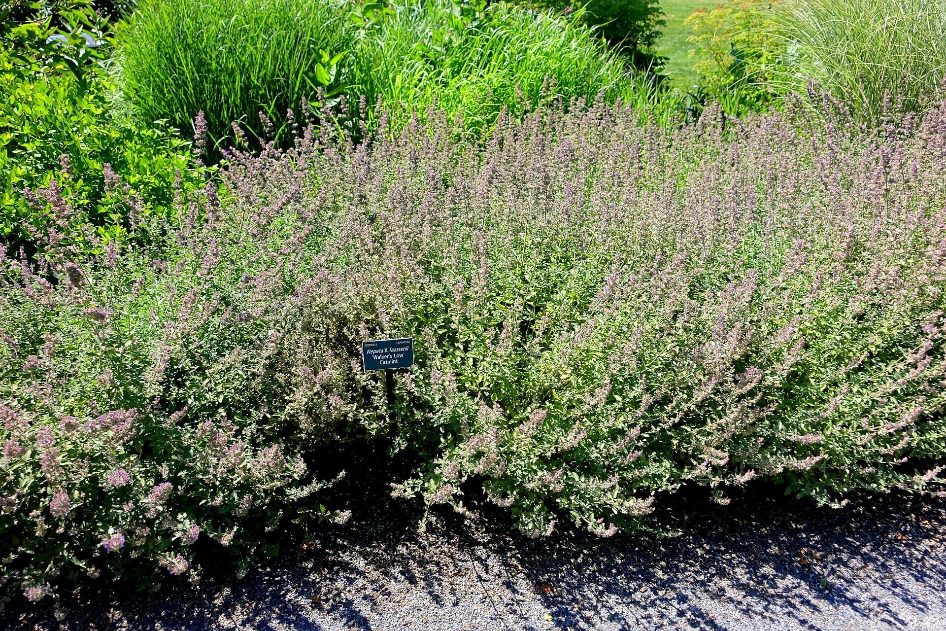 15 Best Drought-Tolerant Perennials That Bloom All Summer