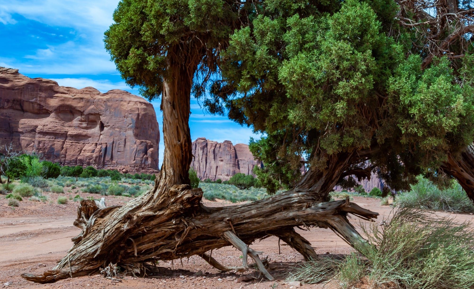 The Best Low-Water Trees for Every Region