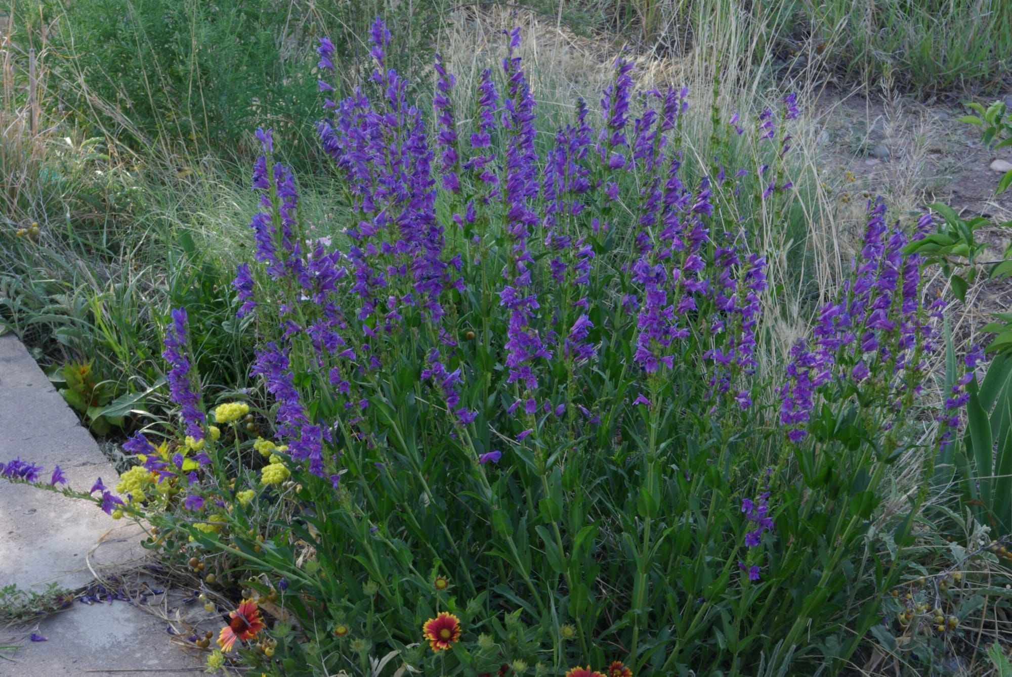 20 Pollinator Plants for a Low-Water Garden