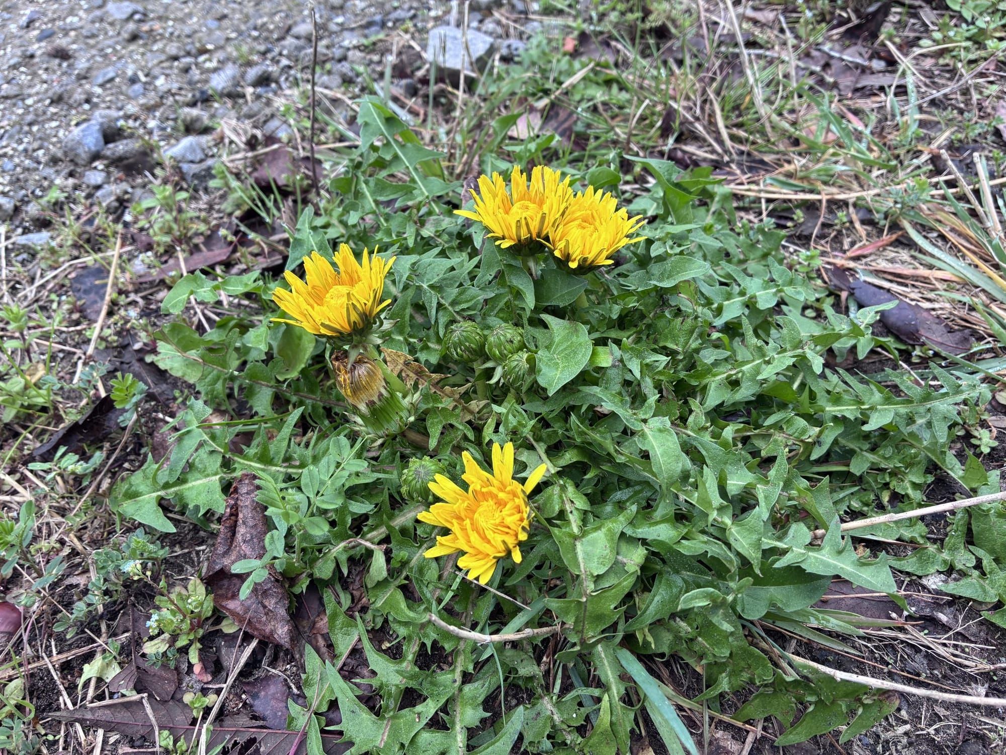How to Stop Weeds in Gravel (For Good)