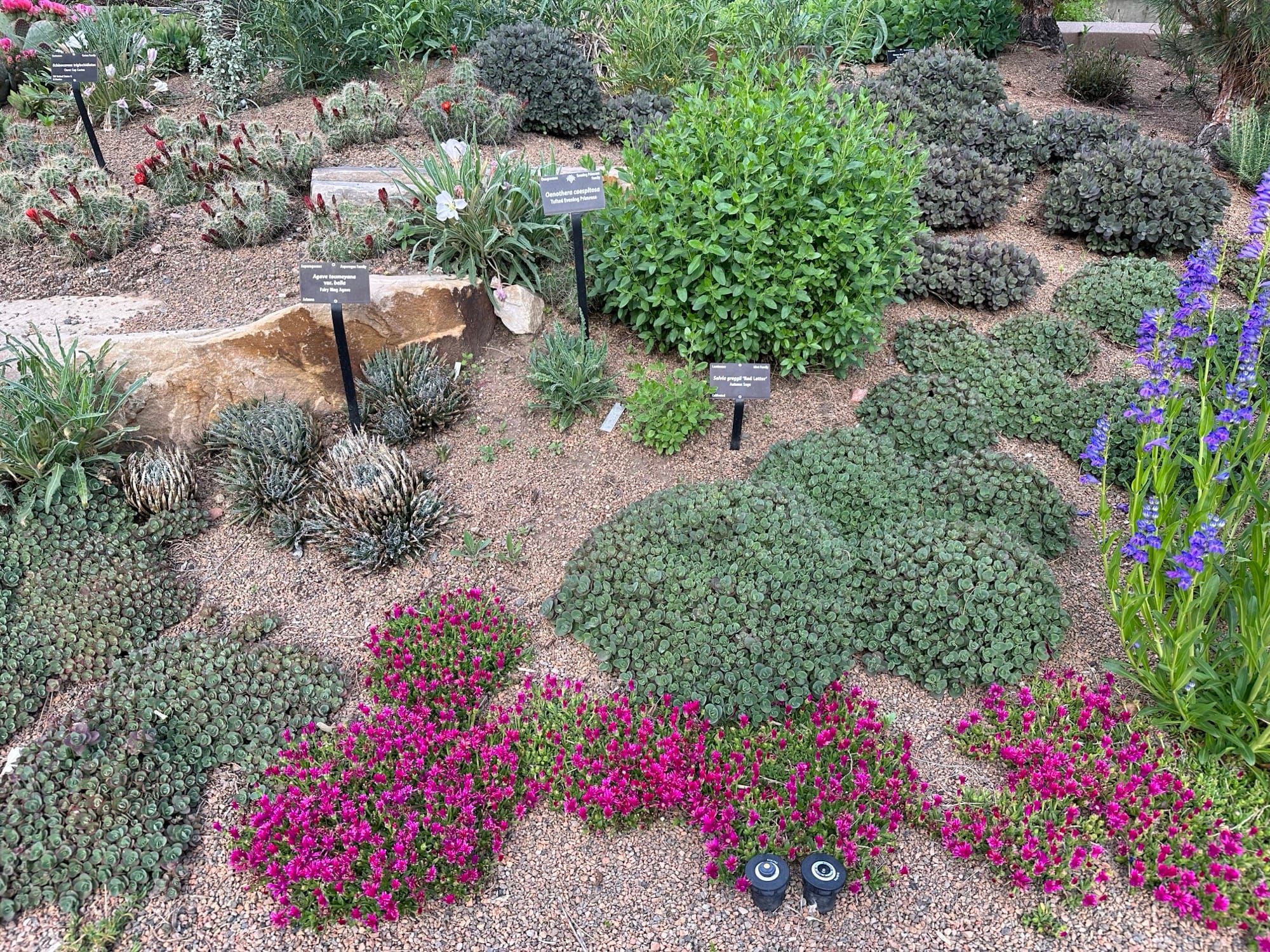 Soil Prep for Xeriscaping: What to Amend (and What Not To)
