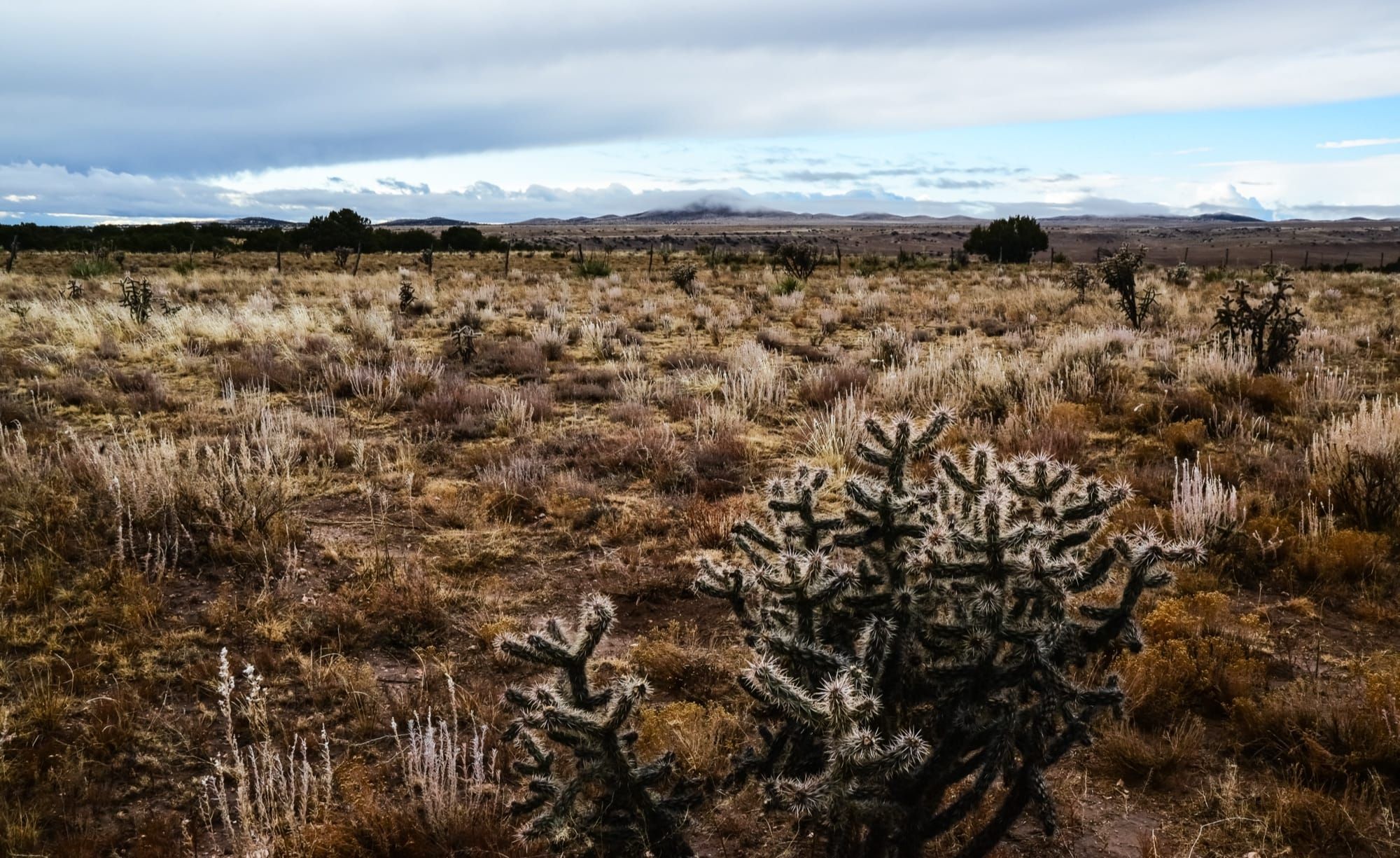 Xeriscaping in Albuquerque (High Desert Guide)