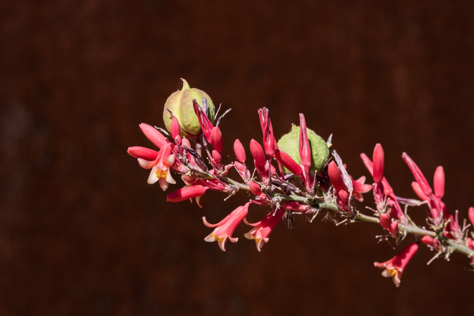 Xeriscaping in Dallas–Fort Worth: Beating Clay and Heat