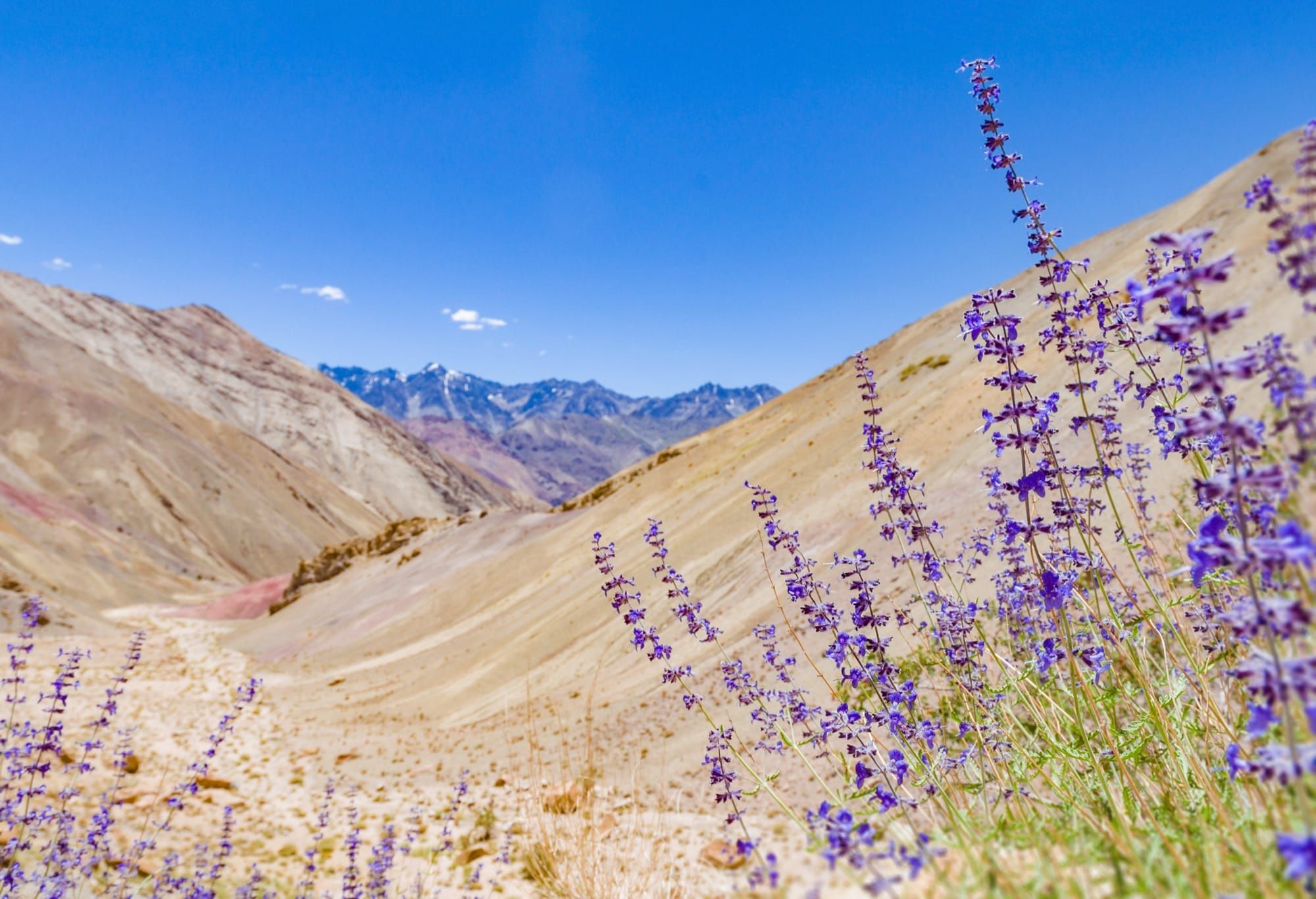 Salt Lake City Xeriscaping & Utah's \"Flip Your Strip\"