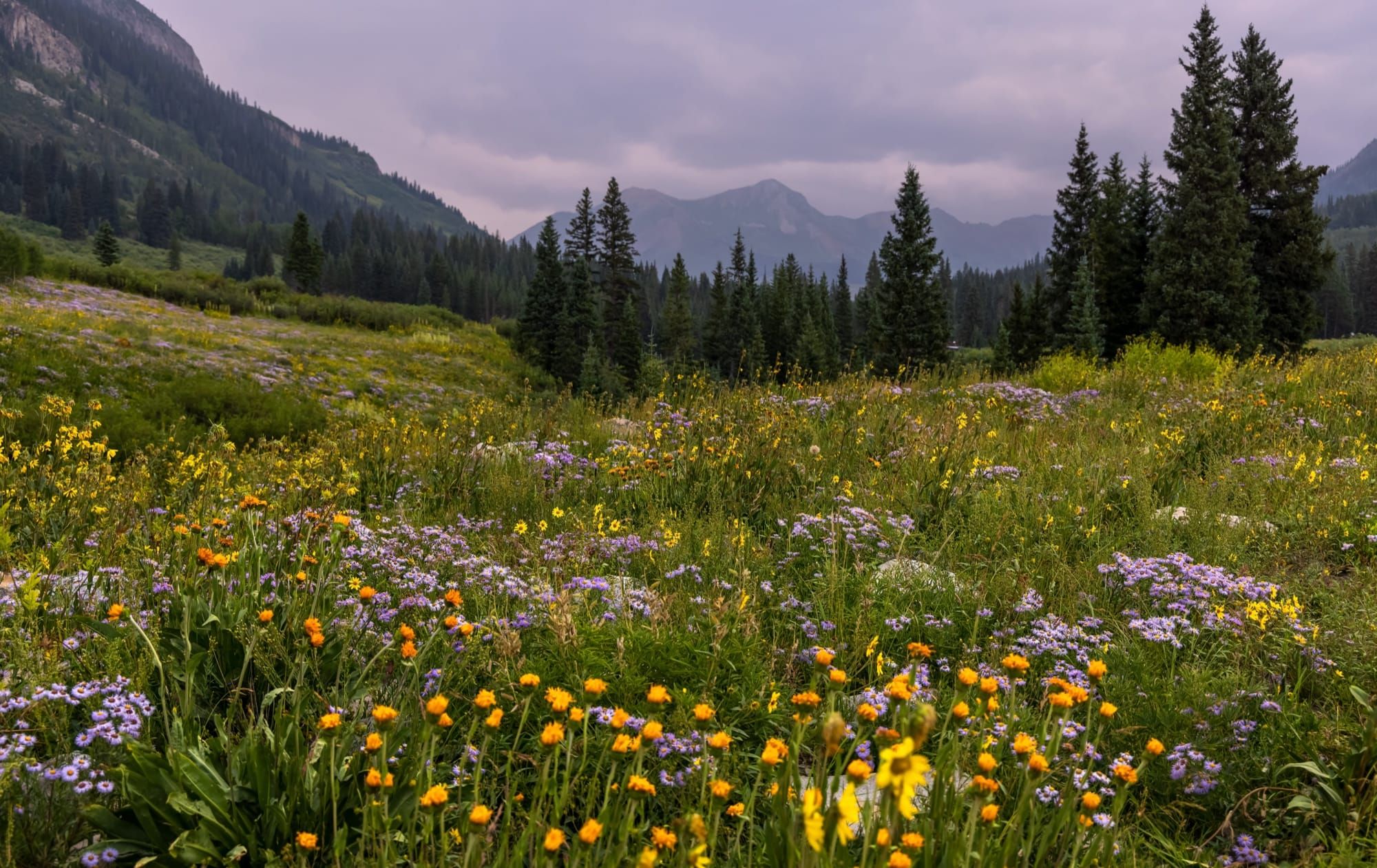 The Best Xeriscape Plants for Zone 5