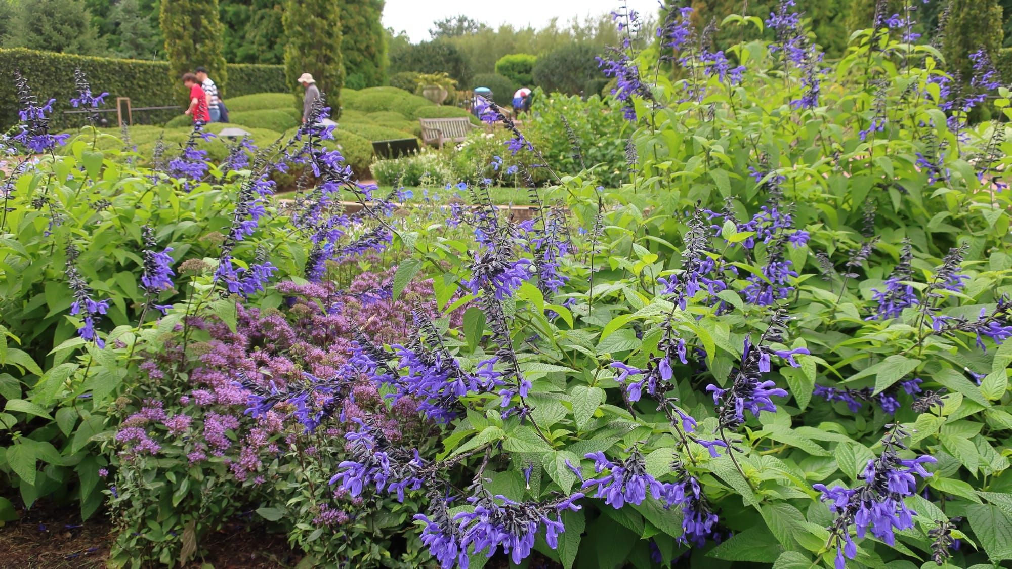 The Best Xeriscape Plants for Zone 6