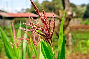 'Buckshot' approach -- not silver bullet -- can help feed the world