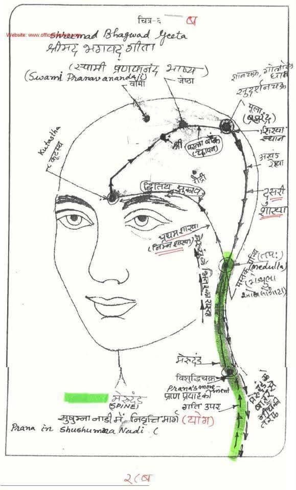 THE ACTUAL PATH OF THE KRIYA LIFE FORCE CURRENT