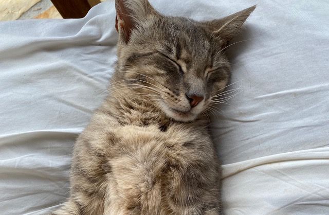 Thulele, das Schmerkner Dorfbüsi