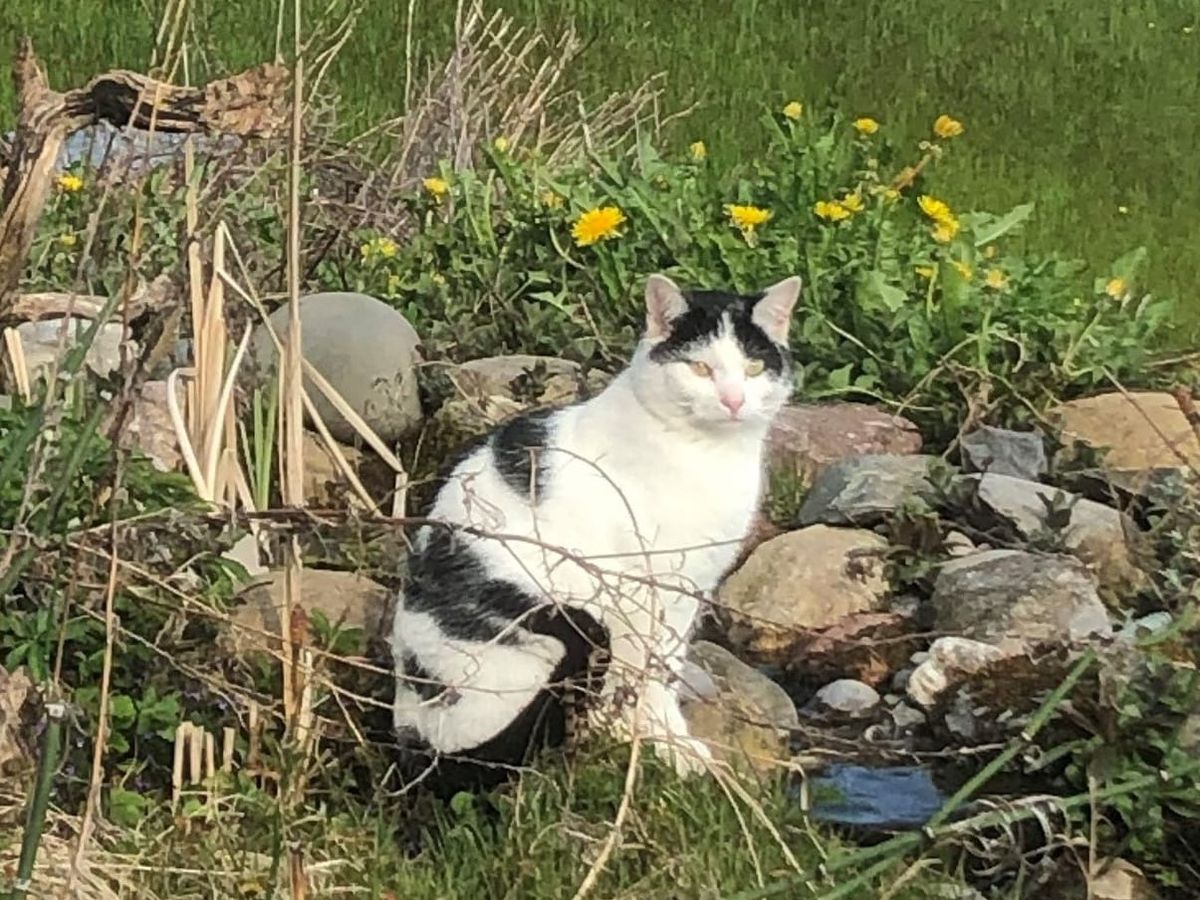 Kater Stitch vermisst seit 27.01.2025