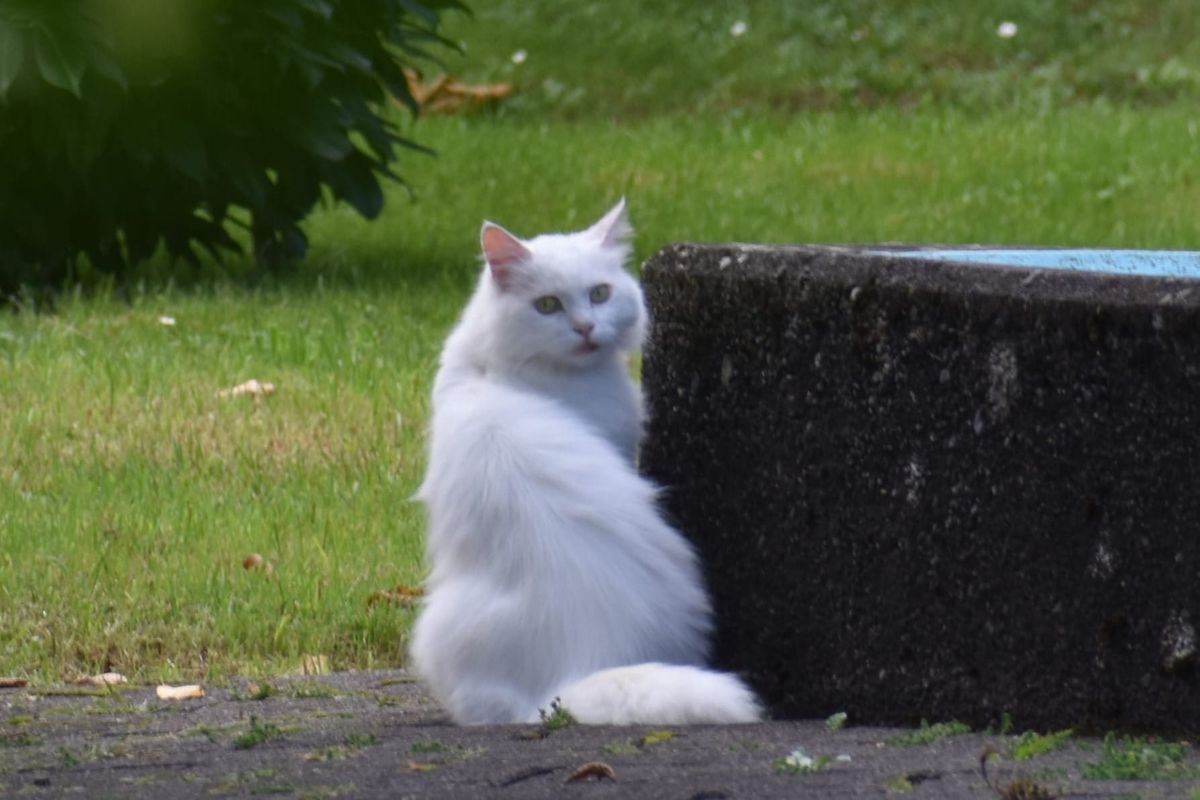 Wieder zu Hause: Kater Appa