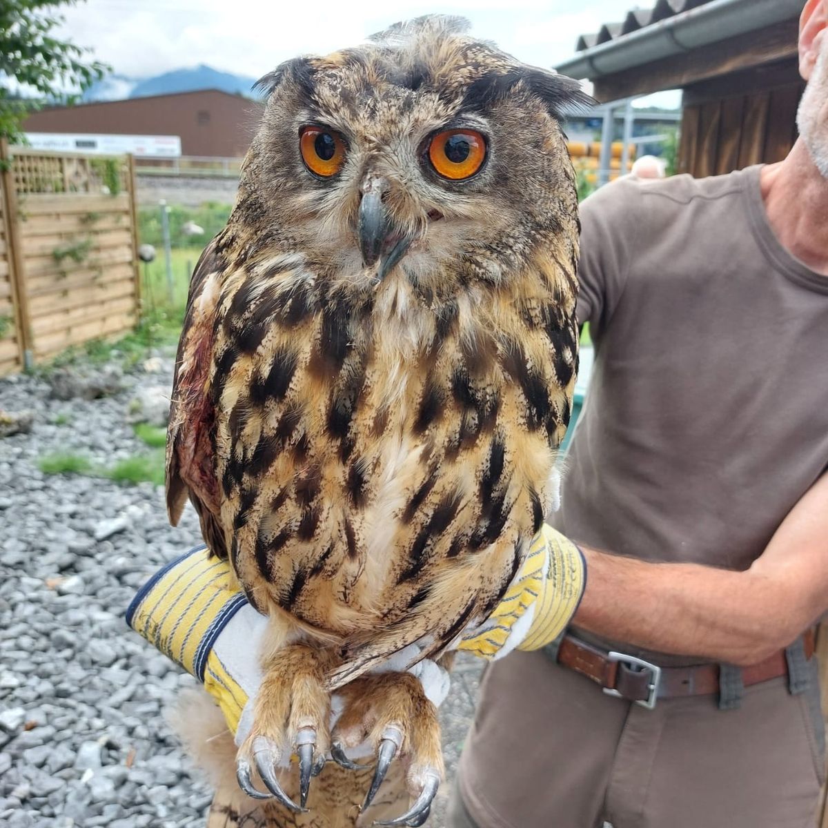 Verletzter Uhu in Schmerikon