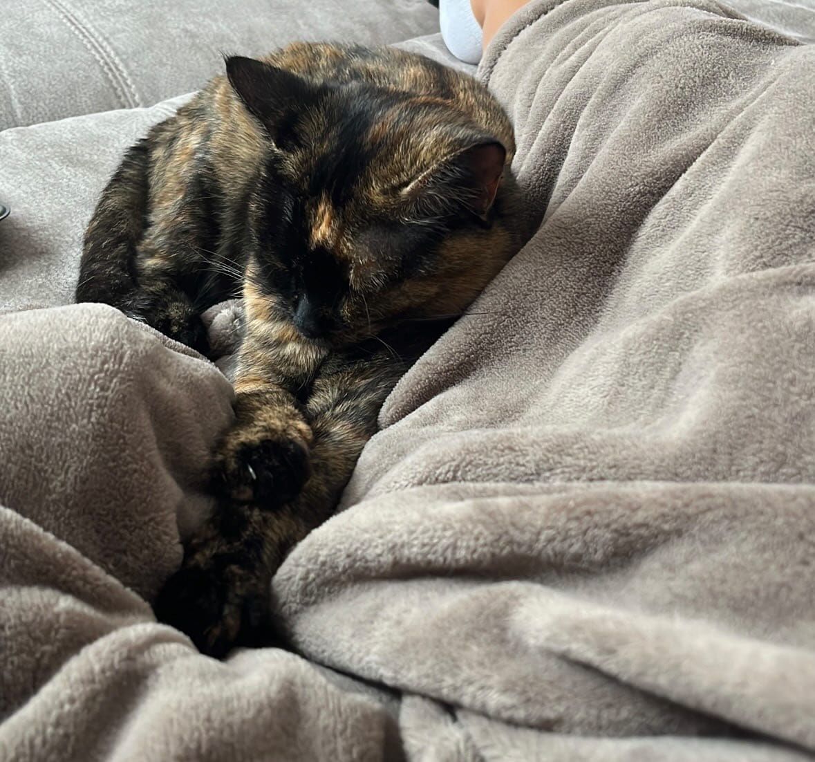 Wer hat Katze «Nora» gesehen? Schildpatt-Katze in der Umgebung Mühlegraben vermisst