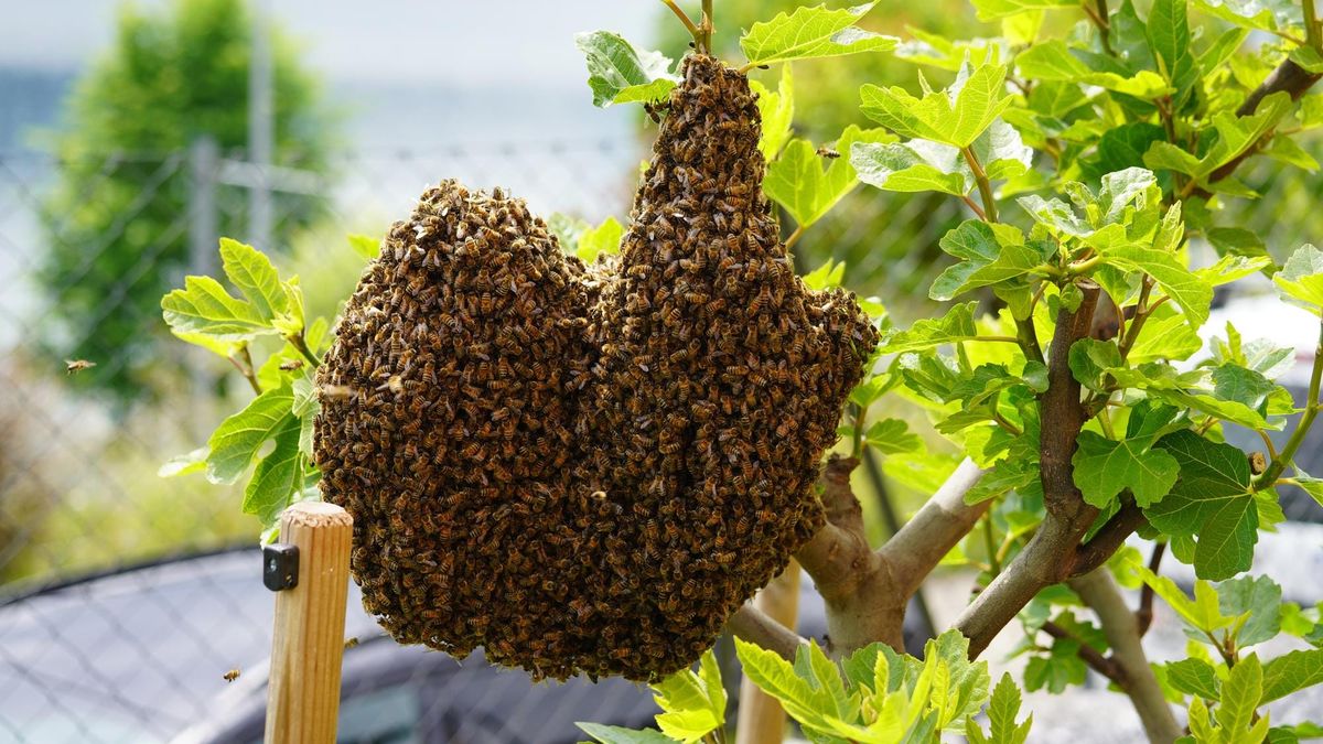 Bienenschwarm in Herzform